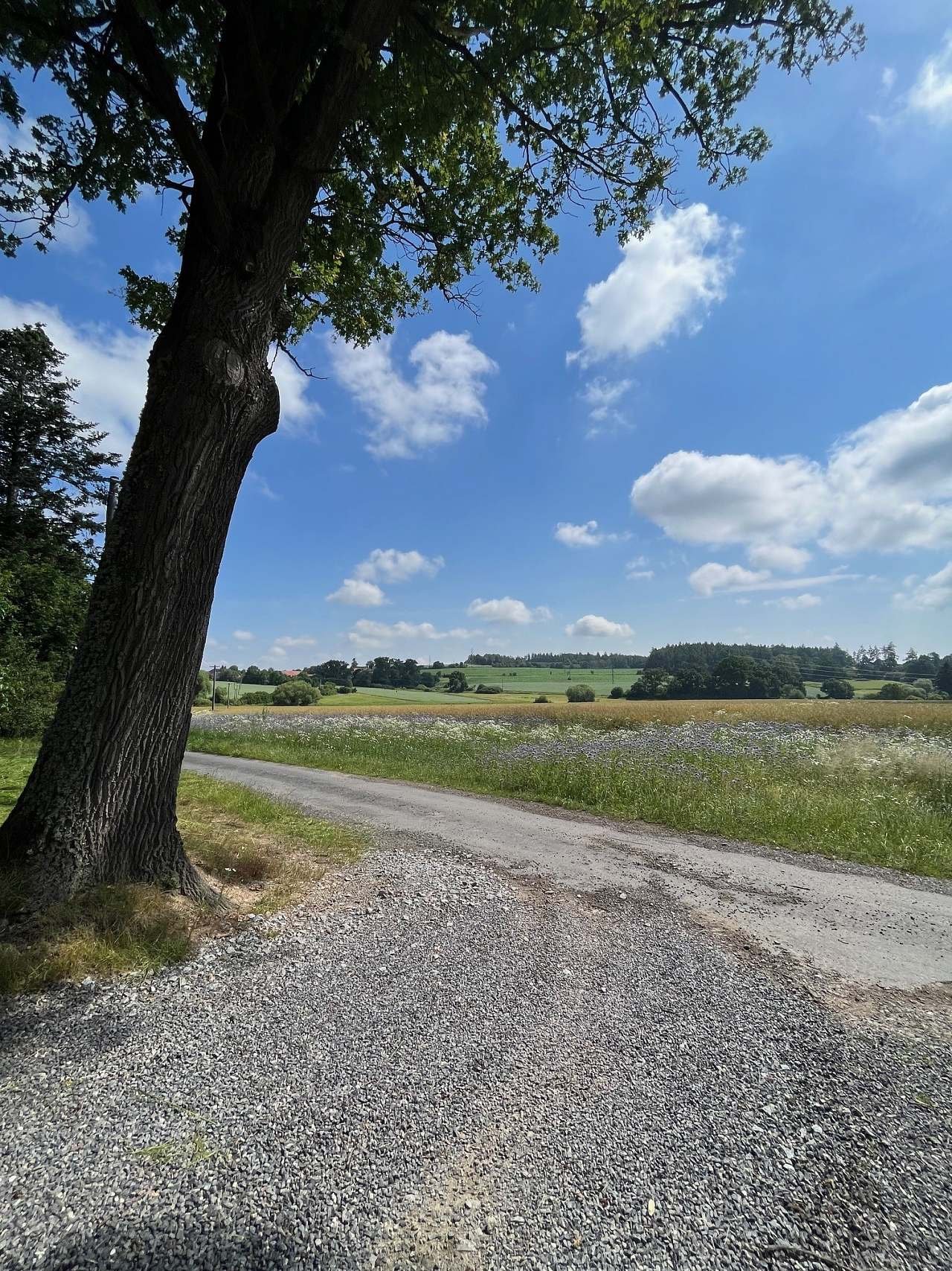 Apartmán hájovna Lobkowicz - příjezdová cesta