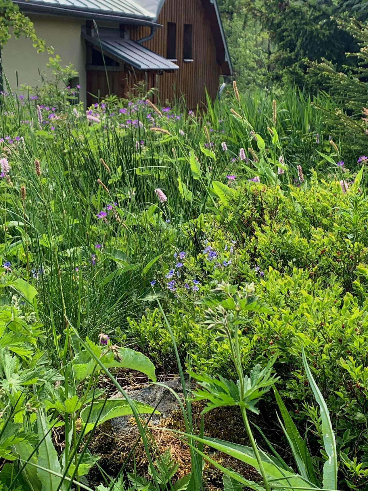Bludenská chata    rozkvetlá zahrada