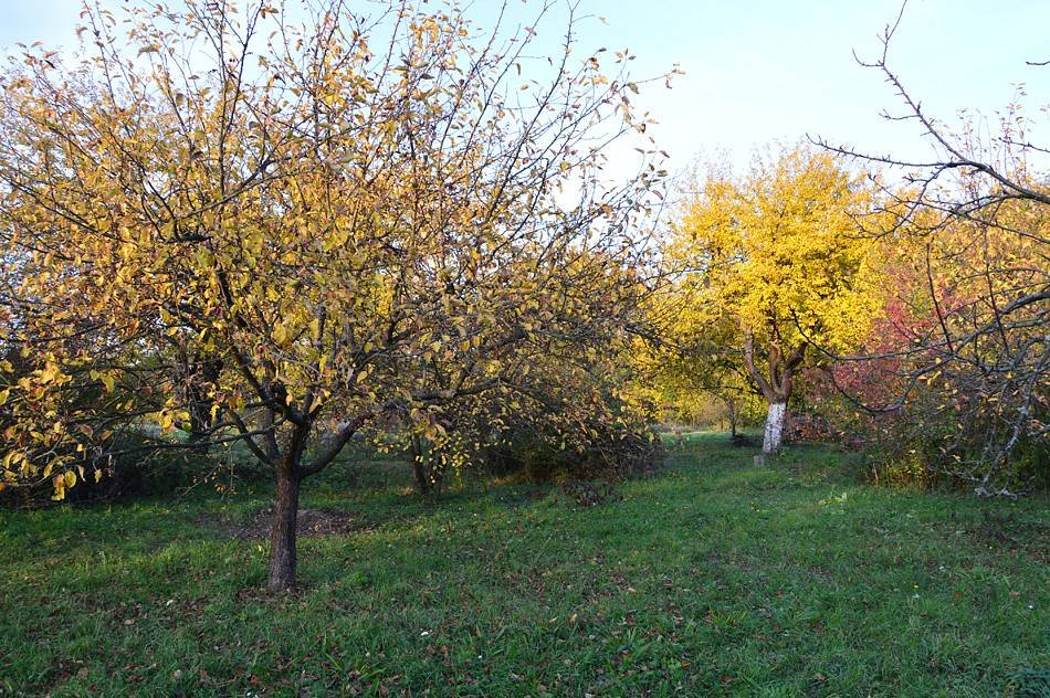 Maringotka na Boršovkých lúkách