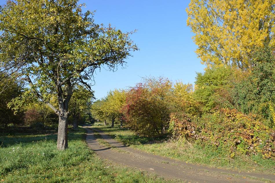 Maringotka na Boršovkých lúkách