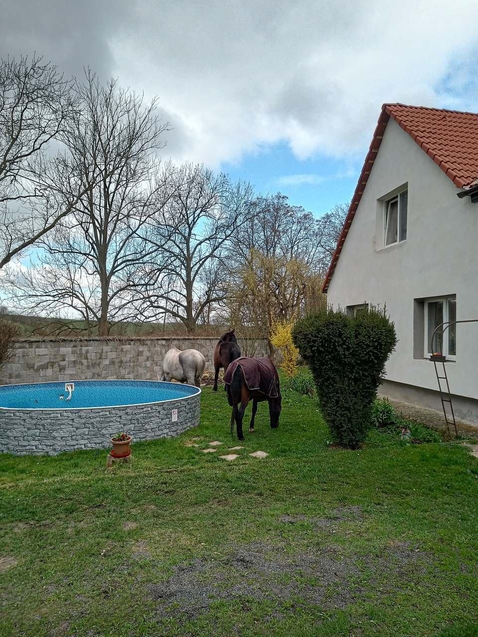 Koně na zahradě