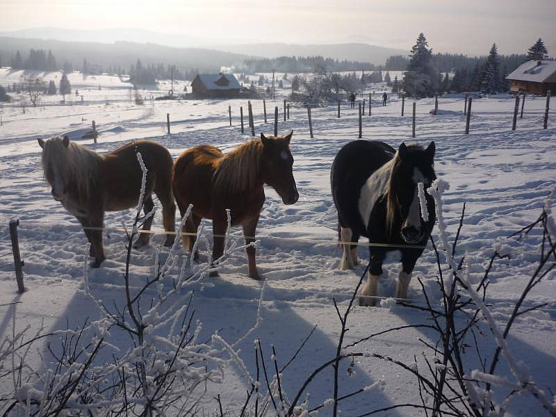 Na kobylce - Filipova Huť - Šumava