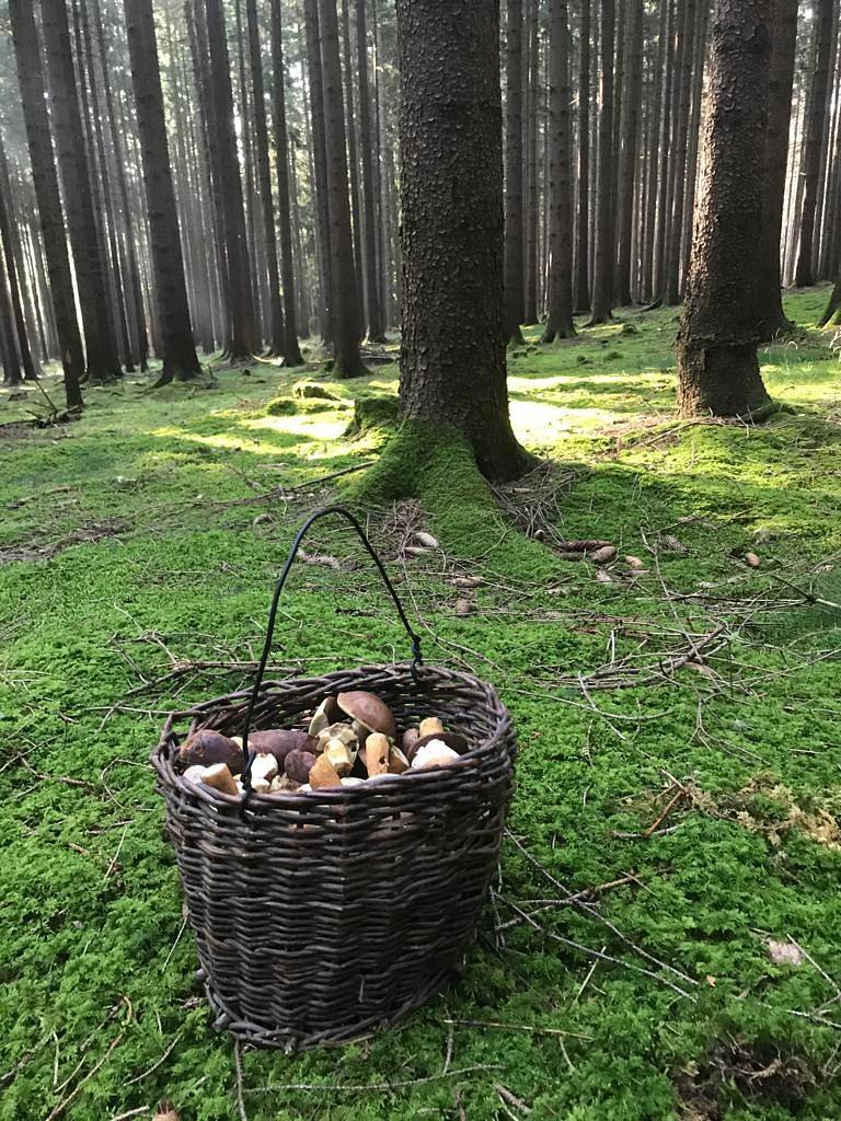 Nedaleké lesy jsou rájem pro houbaře