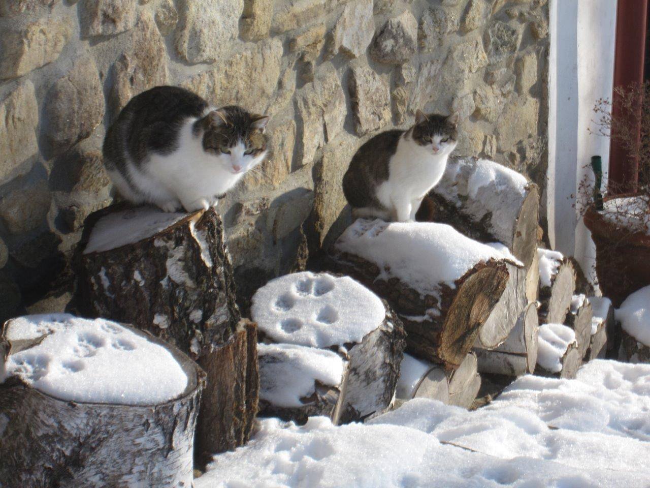 Novohradské kočky v zimě