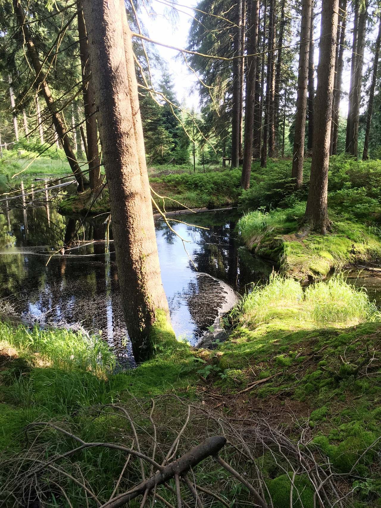 Perninský les