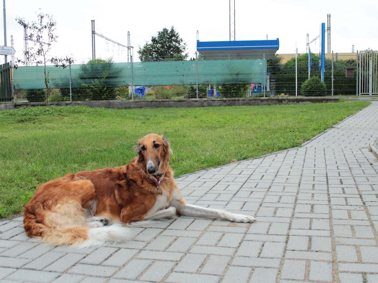 Domek Veselí psi - Veselí nad Lužnicí