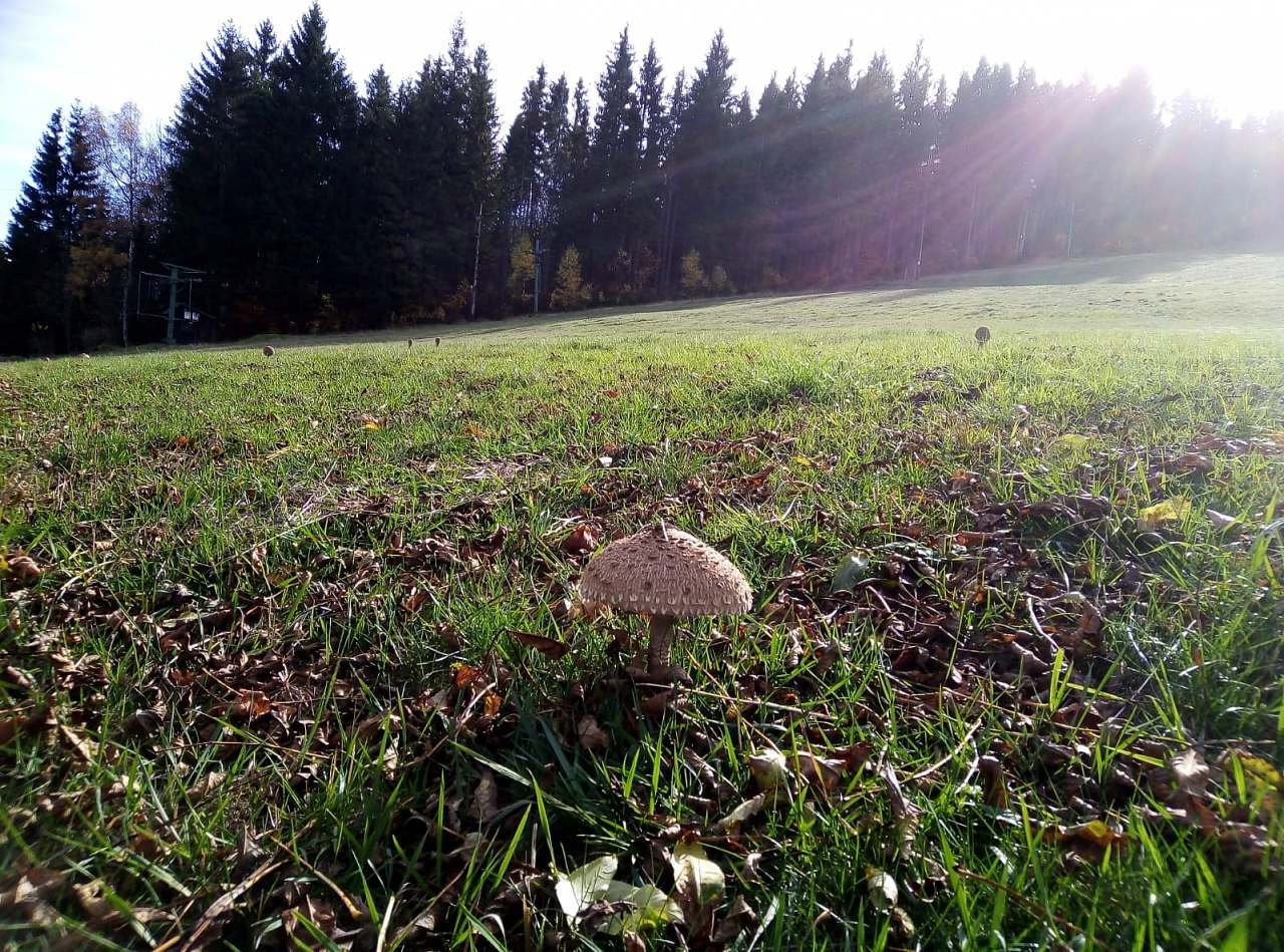 Podzimní sjezdovka plná hub.
