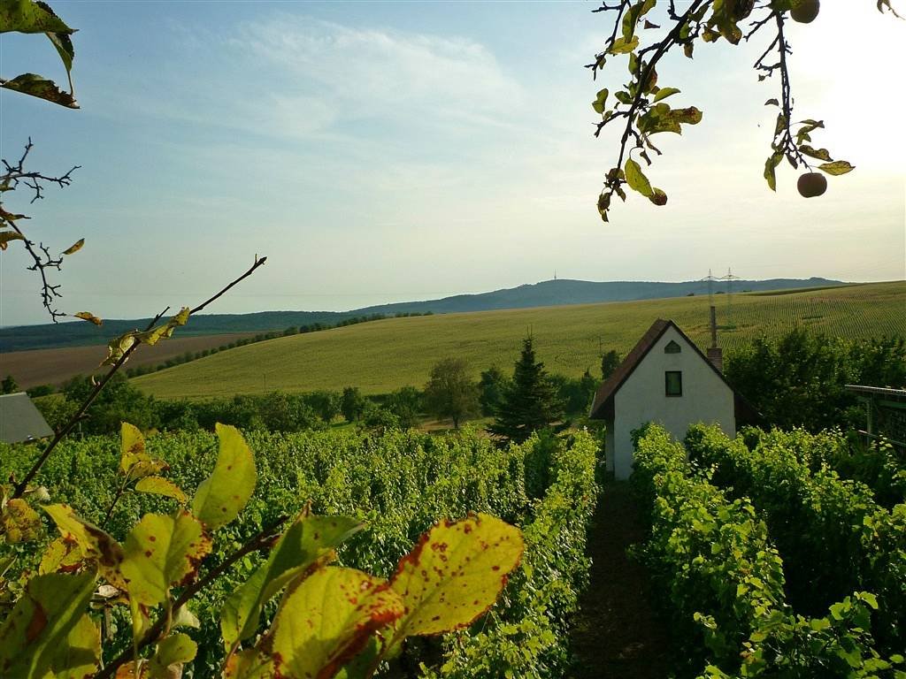 Pohled na chatu a její okolí z vinohradu