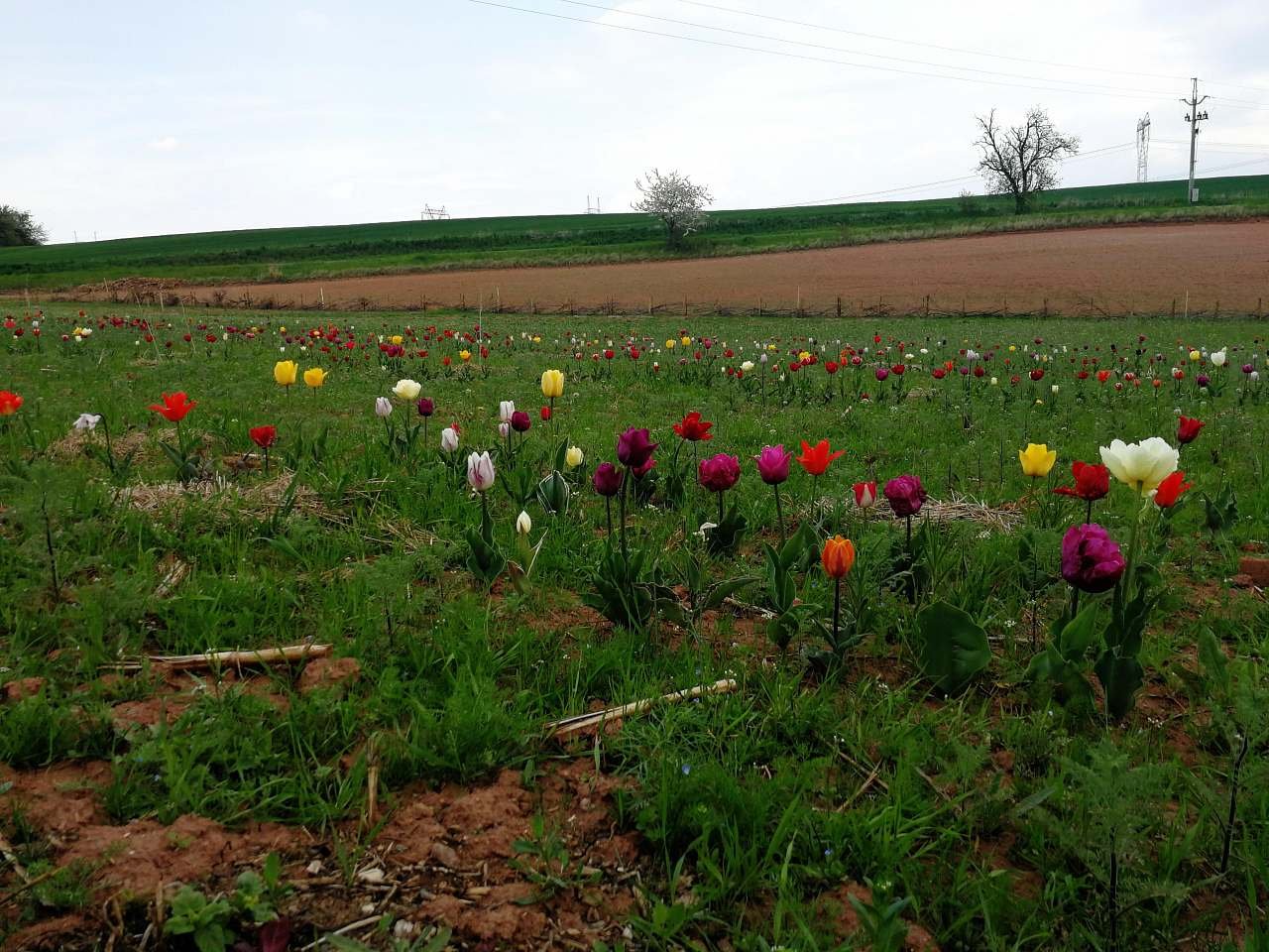 pole plné tulipánů