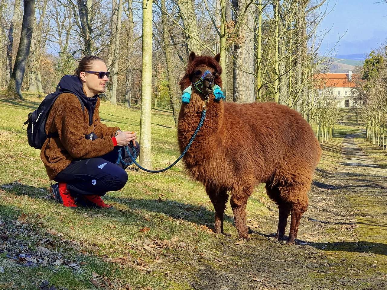 procházka s alpakou (lamagold.cz Koryčany)