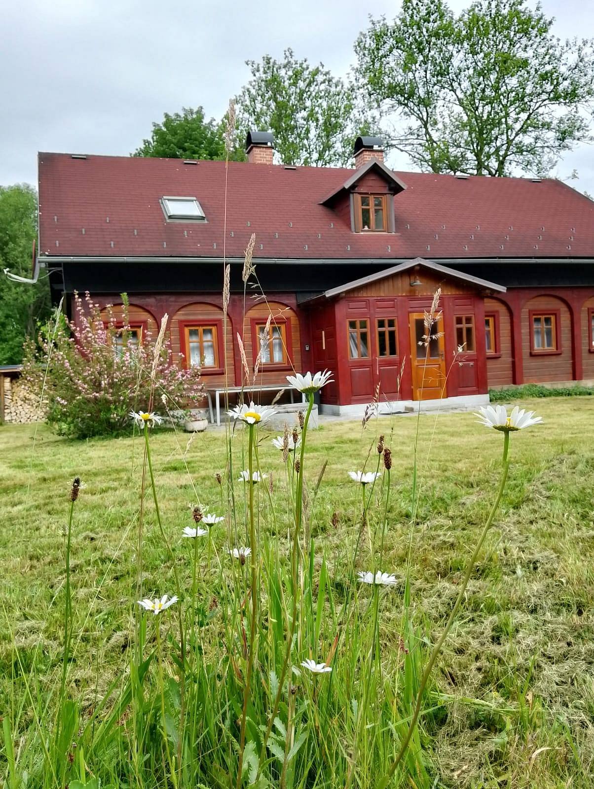 Drevenica Království