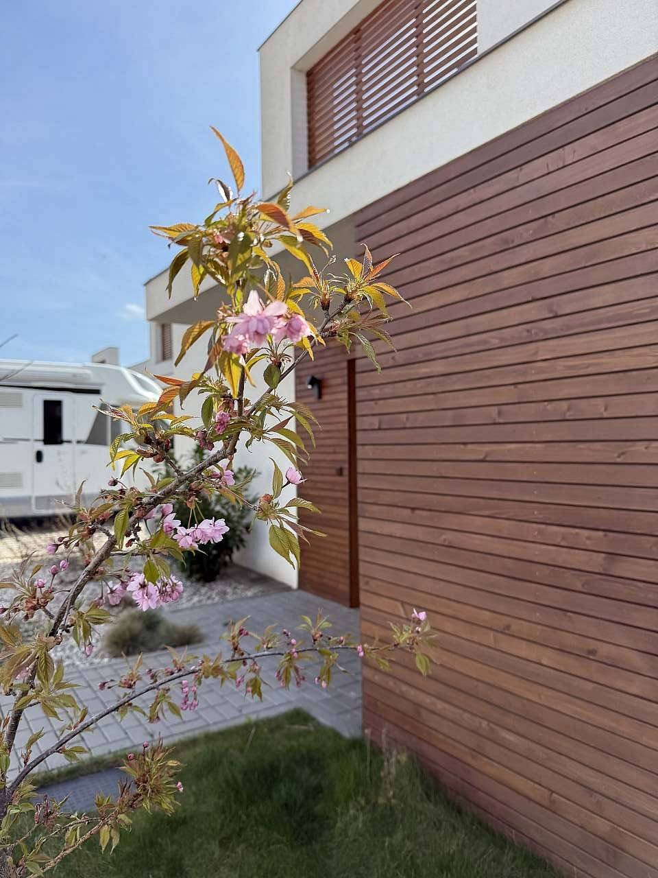 Sakura