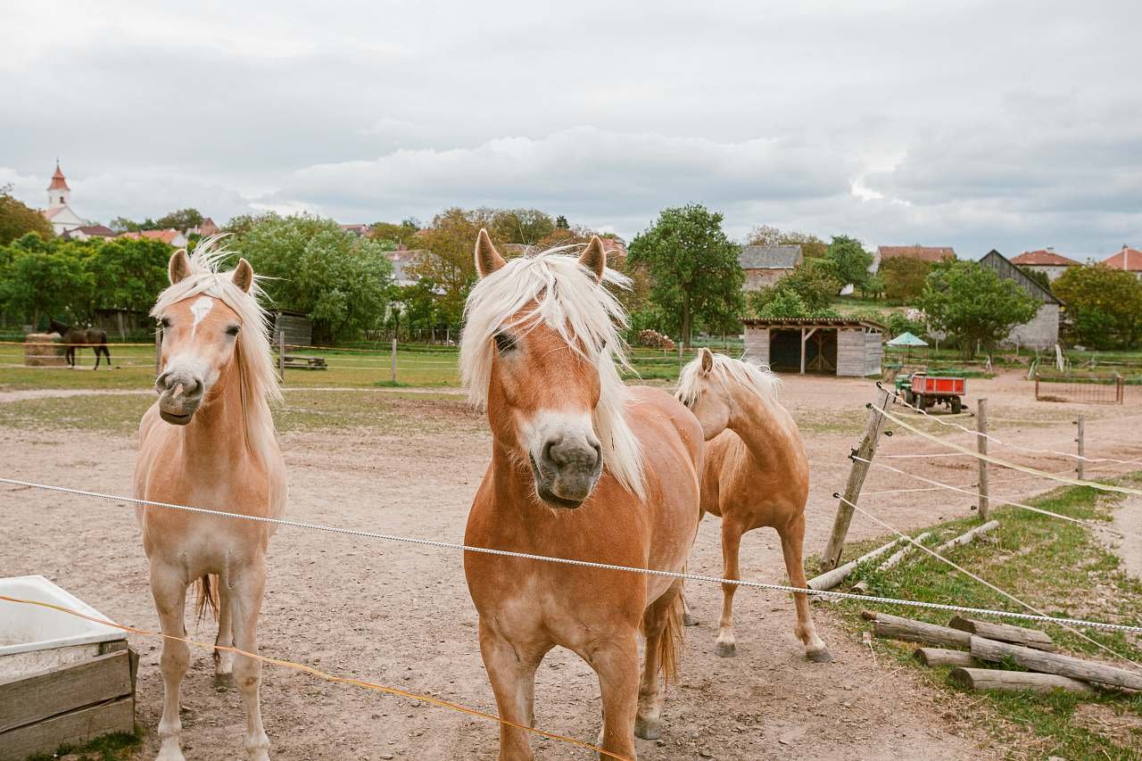 Statek u koní - horní Újezd - koně - pronájem ubytování