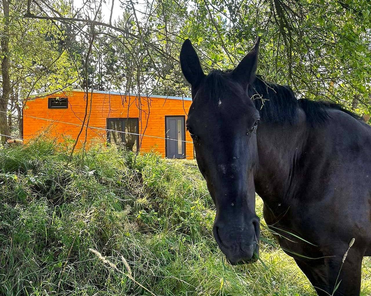 Ubytovanie v Tiny house, koně u domu - Staré Sedlo